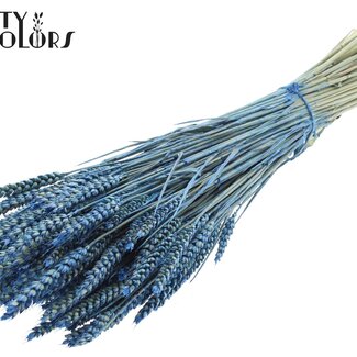 QC Gedroogde Tarwe | Kleur: Pearl Blauw | Triticum Droogbloemen | Lengte ± 60 centimeter | Gewicht 220 gram | Per bos