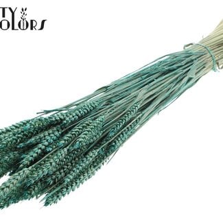 Gedroogde Tarwe | Kleur: Pearl Turquoise | Triticum Droogbloemen | Lengte ± 60 centimeter | Gewicht 220 gram | Per bos