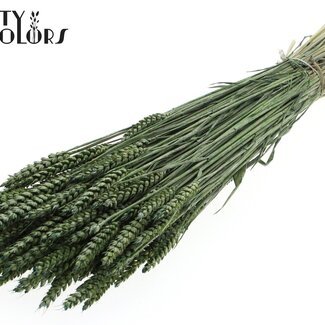 QC Gedroogde Tarwe | Kleur: Pearl Groen | Triticum Droogbloemen | Lengte ± 60 centimeter | Gewicht 220 gram | Per bos