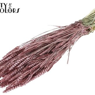 Gedroogde Tarwe | Kleur: Metallic Rood | Triticum Droogbloemen | Lengte ± 60 centimeter | Gewicht 220 gram | Per bos