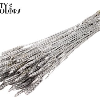 Gedroogde Tarwe | Kleur: Zilverkleurig | Triticum Droogbloemen | Lengte ± 60 centimeter | Gewicht 220 gram | Per bos