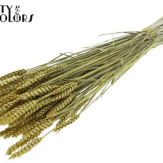 Gedroogde Tarwe | Kleur: Metallic Geel | Triticum Droogbloemen | Lengte ± 60 centimeter | Gewicht 220 gram | Per bos