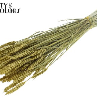 QC Gedroogde Tarwe | Kleur: Metallic Geel | Triticum Droogbloemen | Lengte ± 60 centimeter | Gewicht 220 gram | Per bos