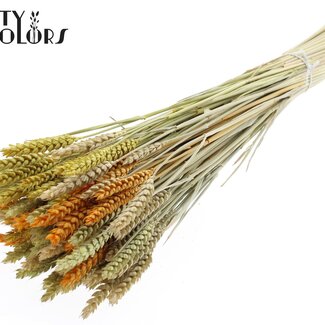 QC Gedroogde Tarwe “Summer Mix” | Kleur: Gemengde Kleuren | Triticum Droogbloemen | Lengte ± 60 centimeter | Gewicht 220 gram | Per bos