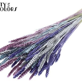 Gedroogde Tarwe “Metallic Galaxy Mix” | Kleur: Gemengde Kleuren | Triticum Droogbloemen | Lengte ± 60 centimeter | Gewicht 220 gram | Per bos