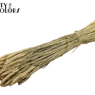 Gedroogde Tarwe | Kleur: Naturelle | Triticum Droogbloemen | Lengte ± 60 centimeter | Gewicht 220 gram | Per bos