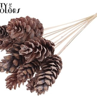 Strobus Dennenappel op stok | Kleur: Frosted Wit | Dennenappel Bijsteker | Lengte ± 50 centimeter | 10 bijstekers per bos