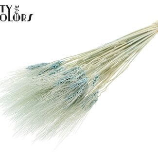 Gedroogde Gebleekte Baardtarwe | Kleur: Lichtblauw | Triticum Beard Droogbloemen | Lengte ± 70 centimeter | Gewicht 150 gram | Per bos
