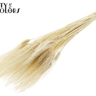 Gedroogde Gebleekte Baardtarwe | Kleur: Naturelle | Triticum Beard Droogbloemen | Lengte ± 70 centimeter | Gewicht 150 gram | Per bos