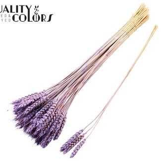 Gedroogde Tarwe | Kleur: Frosted Milkapaars | Triticum Droogbloemen | Lengte ± 55 centimeter | 3 takjes per toefje | 25 toefjes per bos | Per bos