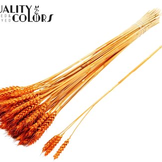 QC Gedroogde Tarwe | Kleur: Oranje | Triticum Droogbloemen | Lengte ± 55 centimeter | 3 takjes per toefje | 25 toefjes per bos | Per bos