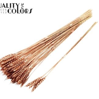 Gedroogde Tarwe | Kleur: Koperkleurig | Triticum Droogbloemen | Lengte ± 55 centimeter | 3 takjes per toefje | 25 toefjes per bos | Per bos