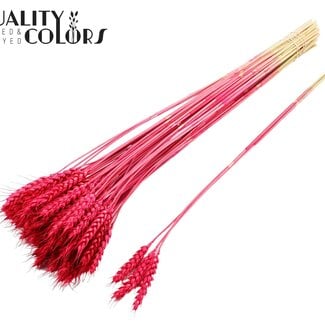 Gedroogde Tarwe | Kleur: Kerskleurig | Triticum Droogbloemen | Lengte ± 55 centimeter | 3 takjes per toefje | 25 toefjes per bos | Per bos