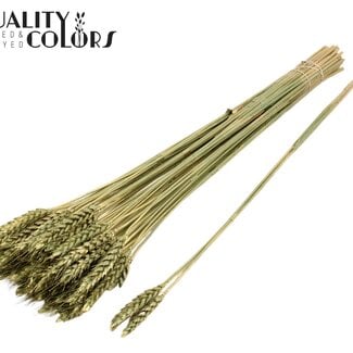 Gedroogde Tarwe | Kleur: Antiek Groen | Triticum Droogbloemen | Lengte ± 55 centimeter | 3 takjes per toefje | 25 toefjes per bos | Per bos