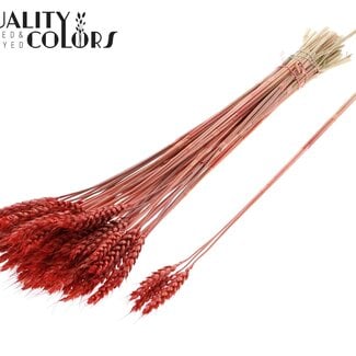 Gedroogde Tarwe | Kleur: Koraalkleurig | Triticum Droogbloemen | Lengte ± 55 centimeter | 3 takjes per toefje | 25 toefjes per bos | Per bos