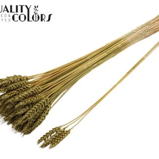 Gedroogde Tarwe | Kleur: Olijfgroen | Triticum Droogbloemen | Lengte ± 55 centimeter | 3 takjes per toefje | 25 toefjes per bos | Per bos
