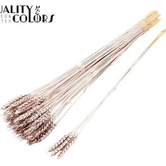 Gedroogde Tarwe | Kleur: Champagnekleurig | Triticum Droogbloemen | Lengte ± 55 centimeter | 3 takjes per toefje | 25 toefjes per bos | Per bos