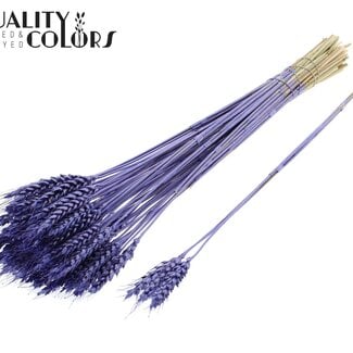 Gedroogde Tarwe | Kleur: Metallic Paars | Triticum Droogbloemen | Lengte ± 55 centimeter | 3 takjes per toefje | 25 toefjes per bos | Per bos