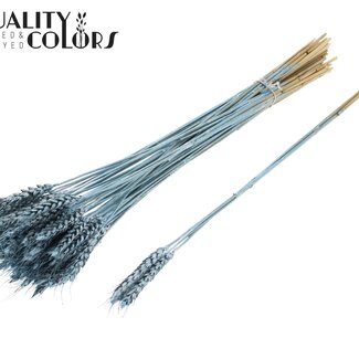 QC Gedroogde Tarwe | Kleur: Metallic Blauw | Triticum Droogbloemen | Lengte ± 55 centimeter | 3 takjes per toefje | 25 toefjes per bos | Per bos