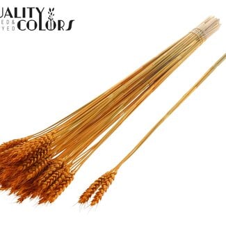 Gedroogde Tarwe | Kleur: Abrikooskleurig | Triticum Droogbloemen | Lengte ± 55 centimeter | 3 takjes per toefje | 25 toefjes per bos | Per bos