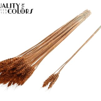 QC Gedroogde Tarwe | Kleur: Terracotta | Triticum Droogbloemen | Lengte ± 55 centimeter | 3 takjes per toefje | 25 toefjes per bos | Per bos
