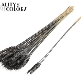 Gedroogde Tarwe | Kleur: Metallic Grafiet | Triticum Droogbloemen | Lengte ± 55 centimeter | 3 takjes per toefje | 25 toefjes per bos | Per bos
