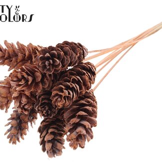 QC Strobus Dennenappel op stok | Kleur: Frosted Zalmkleurig | Dennenappel Bijsteker | Lengte ± 50 centimeter | 10 bijstekers per bos