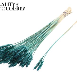 QC Gedroogde Tarwe | Kleur: Turquoise | Triticum Droogbloemen | Lengte ± 55 centimeter | 3 takjes per toefje | 25 toefjes per bos | Per bos
