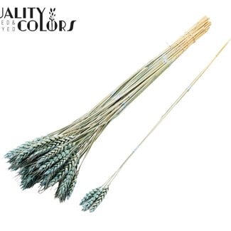 Gedroogde Tarwe | Kleur: Frosted Lichtblauw | Triticum Droogbloemen | Lengte ± 55 centimeter | 3 takjes per toefje | 25 toefjes per bos | Per bos