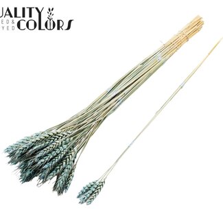 QC Getrockneter Weizen | Farbe: Frosted Hellblau | Triticum Trockenblumen | Länge ± 55 Zentimeter | 3 Zweige pro Bündel | 25 Bündel pro Strauß | Pro Strauß