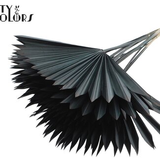 QC Gedroogde Palm Sun Spear | Kleur: Zwart | Palmbladeren in Waaiervorm | Lengte ± 50 centimeter | 10 takken per bos | Per bos