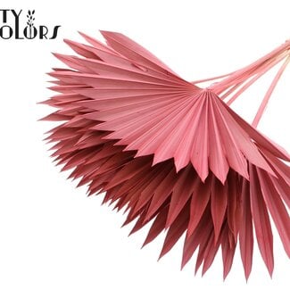 Gedroogde Palm Sun Spear | Kleur: Koraalkleurig | Palmbladeren in Waaiervorm | Lengte ± 50 centimeter | 10 takken per bos | Per bos
