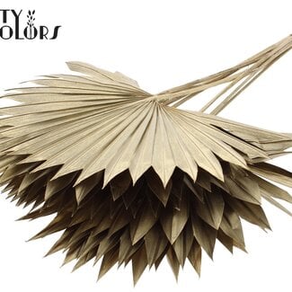 Gedroogde Palm Sun Spear | Kleur: Antiek Goudkleurig | Palmbladeren in Waaiervorm | Lengte ± 50 centimeter | 10 takken per bos | Per bos