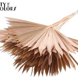 Gedroogde Palm Sun Spear | Kleur: Frosted Zalmkleurig | Palmbladeren in Waaiervorm | Lengte ± 50 centimeter | 10 takken per bos | Per bos
