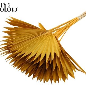 Gedroogde Palm Sun Spear | Kleur: Abrikooskleurig | Palmbladeren in Waaiervorm | Lengte ± 50 centimeter | 10 takken per bos | Per bos