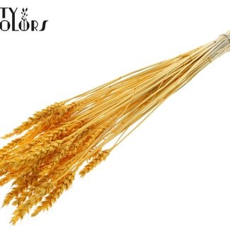 Gedroogde Gebleekte Tarwe | Kleur: Abrikooskleurig | Triticum Droogbloemen | Lengte ± 60 centimeter | Gewicht 100 gram | Per bos