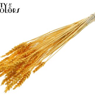 QC Gedroogde Gebleekte Tarwe | Kleur: Abrikooskleurig | Triticum Droogbloemen | Lengte ± 60 centimeter | Gewicht 100 gram | Per bos