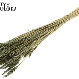 Gedroogde Gebleekte Tarwe | Kleur: Olijfgroen | Triticum Droogbloemen | Lengte ± 60 centimeter | Gewicht 100 gram | Per bos