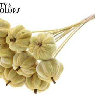 QC Fluwelen Pompoen op stok | Kleur: Geel | Pompoen Bijsteker | Diameter pompoen 6 centimeter | Lengte ± 50 centimeter | 10 bijstekers per bos