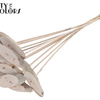 Ovalen Houtschijf op stok | Kleur: Frosted Wit | Houtschijf Bijsteker | Diameter 5 - 7 centimeter | Lengte ± 50 centimeter | 10 bijstekers per bos | Per bos