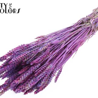 QC Gedroogde Tarwe “Multicolour” | Kleur: Milkapaars | Triticum Droogbloemen | Lengte ± 60 centimeter | Gewicht 220 gram | Per bos