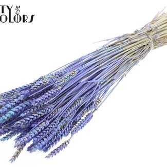 Gedroogde Tarwe “Multicolour” | Kleur: Lichtblauw | Triticum Droogbloemen | Lengte ± 60 centimeter | Gewicht 220 gram | Per bos