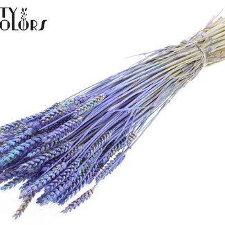 QC Gedroogde Tarwe “Multicolour” | Kleur: Lichtblauw | Triticum Droogbloemen | Lengte ± 60 centimeter | Gewicht 220 gram | Per bos