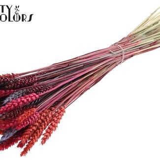 Gedroogde Tarwe “Kleurrijk 9” | Kleur: Gemengde Kleuren | Triticum Droogbloemen | Lengte ± 60 centimeter | Gewicht 220 gram | Per bos