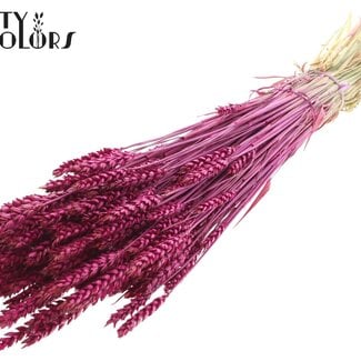 Gedroogde Tarwe | Kleur: Lilakleurig | Triticum Droogbloemen | Lengte ± 60 centimeter | Gewicht 220 gram | Per bos