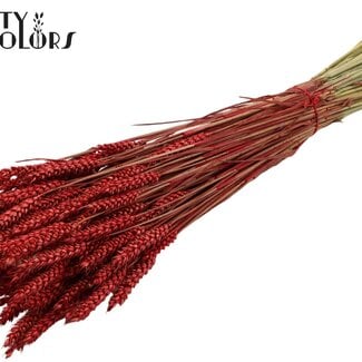Gedroogde Tarwe | Kleur: Rood | Triticum Droogbloemen | Lengte ± 60 centimeter | Gewicht 220 gram | Per bos