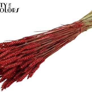 QC Gedroogde Tarwe | Kleur: Rood | Triticum Droogbloemen | Lengte ± 60 centimeter | Gewicht 220 gram | Per bos