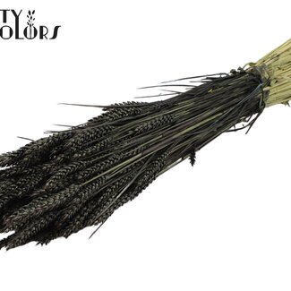 QC Gedroogde Tarwe | Kleur: Zwart | Triticum Droogbloemen | Lengte ± 60 centimeter | Gewicht 220 gram | Per bos