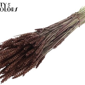 QC Dried Wheat | Colour: Brown | Triticum Dried Flowers | Length ± 60 centimetres | Weight 220 grams | Per bunch