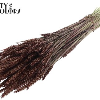 QC Gedroogde Tarwe | Kleur: Bruin | Triticum Droogbloemen | Lengte ± 60 centimeter | Gewicht 220 gram | Per bos